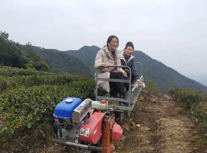 关于将军山“姐妹花”:让科技赋能有机茶的内容