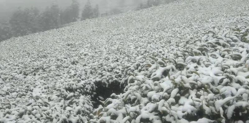 关于春季修剪忙 等待新芽发——大栗树高海拔茶园进行春季轻修剪的信息(1)