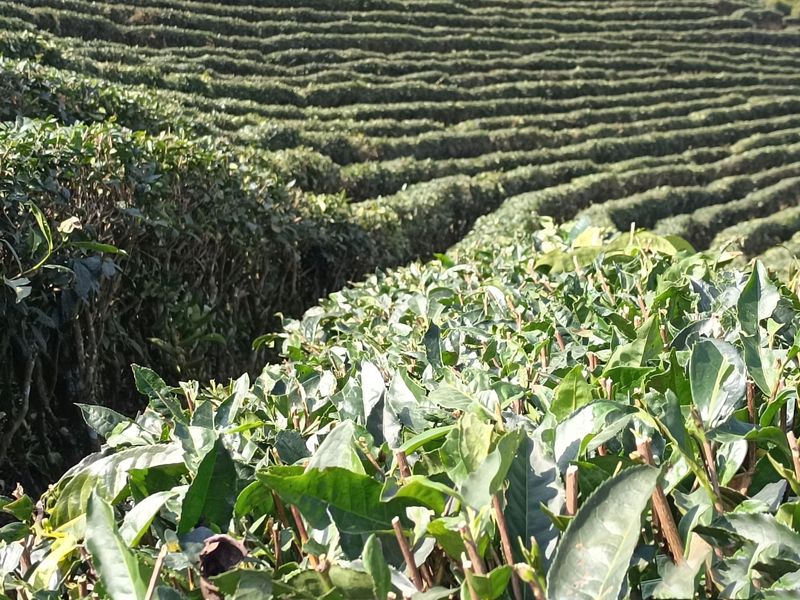 关于春季修剪忙 等待新芽发——大栗树高海拔茶园进行春季轻修剪的信息(2)