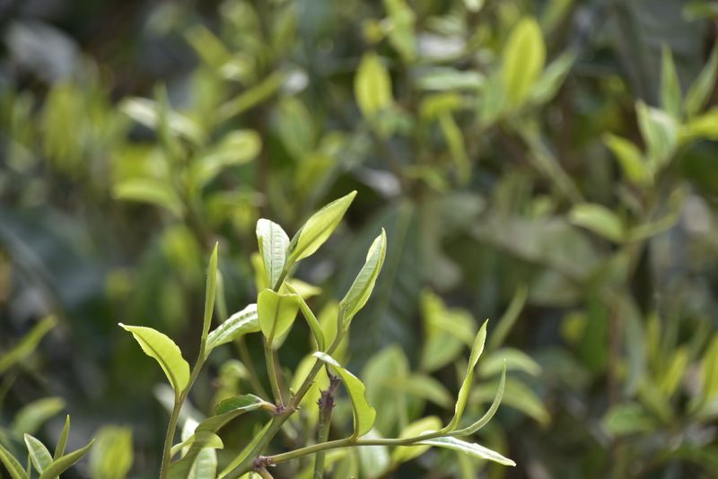 关于莽枝古茶山2023年春茶价格及特点的信息