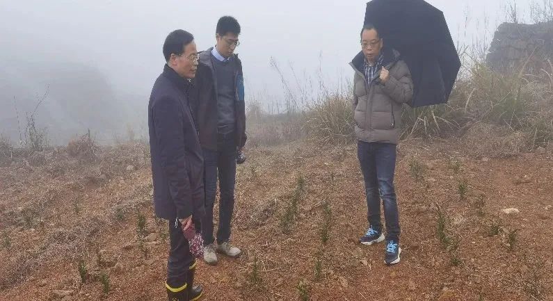 关于浙江省团队科技特派员协助平阳茶企开展项目研发工作与幼龄茶园养护指导的消息(1)
