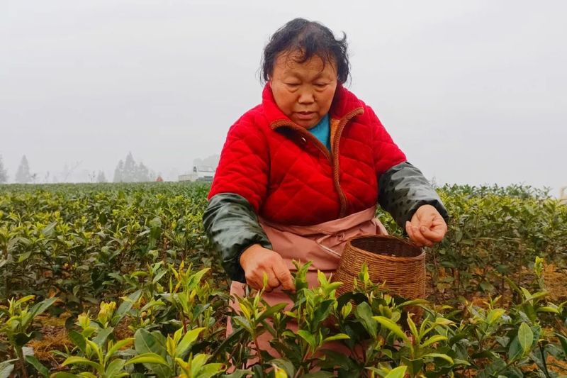 有关于芽茶每公斤200元！蒙顶山茶首批春茶开采的信息(2)