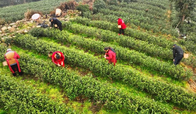 有关于芽茶每公斤200元！蒙顶山茶首批春茶开采的信息(1)