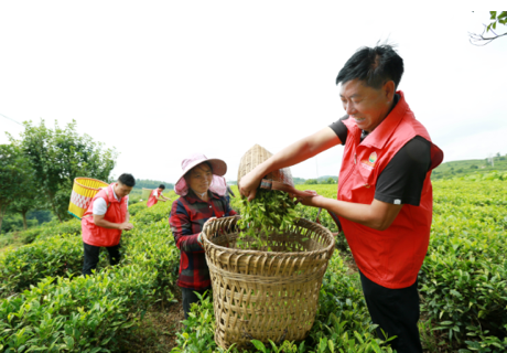 关于聚焦茶非遗！都匀毛尖的“提毫”，究竟是什么？的信息
