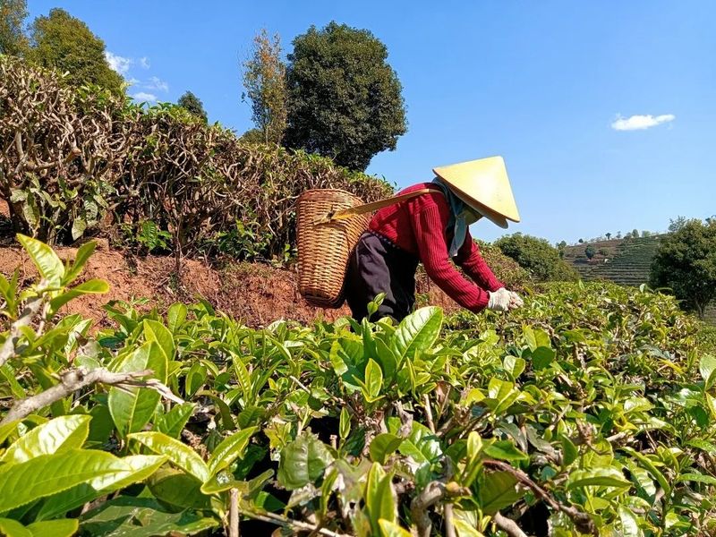 有关于春天来普洱，喝最“鲜”的茶的信息(3)
