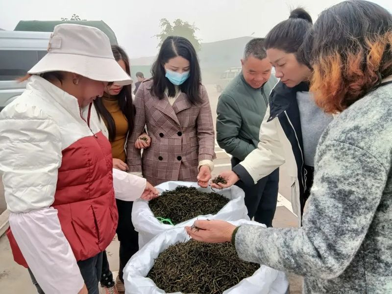 有关于春天来普洱，喝最“鲜”的茶的信息(4)