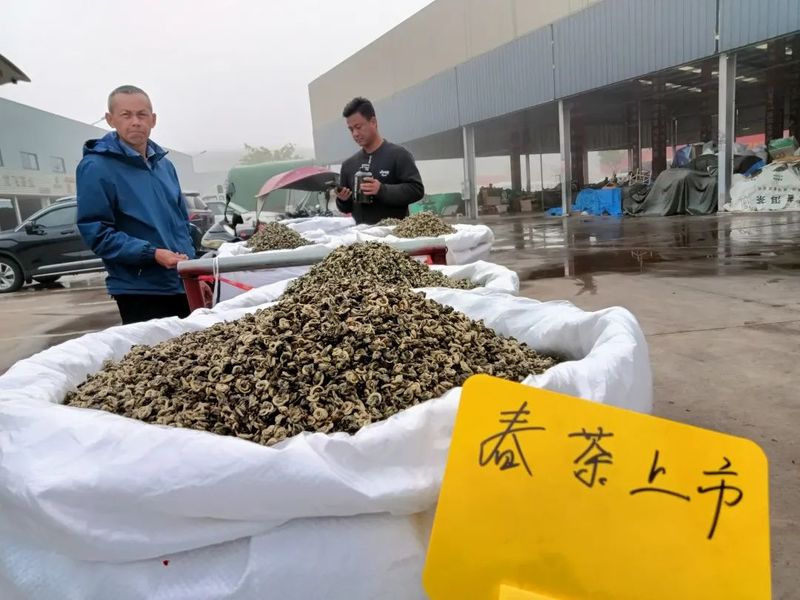 有关于春天来普洱，喝最“鲜”的茶的信息(5)