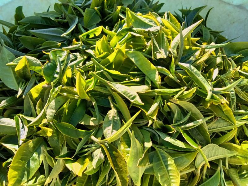 有关于春天来普洱，喝最“鲜”的茶的信息(2)