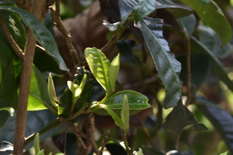关于为什么古树普洱春茶发芽比较晚？的消息(1)
