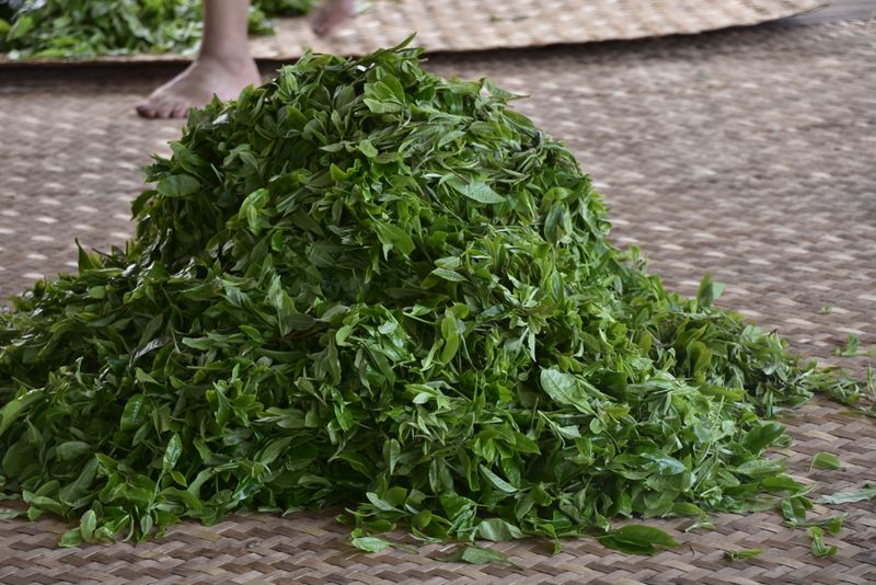 关于为什么古树普洱春茶发芽比较晚？的消息(3)