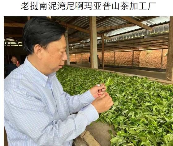 关于老挝南泥湾尼阿玛亚普山天然茶；打造健康产品新名片的最新消息(1)