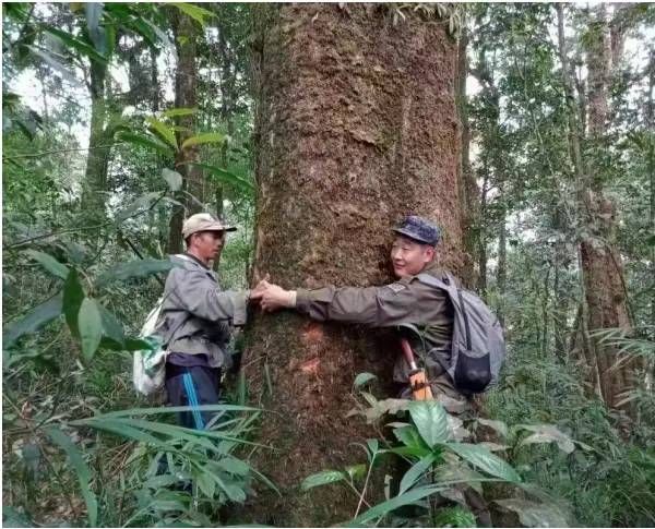 关于老挝南泥湾尼阿玛亚普山天然茶；打造健康产品新名片的最新消息