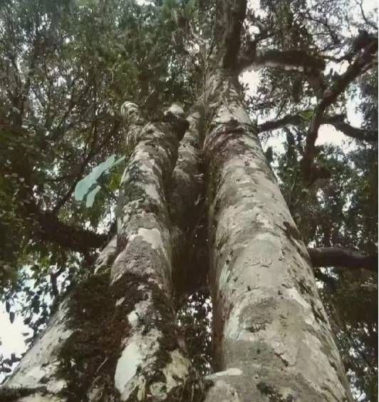 关于老挝南泥湾尼阿玛亚普山天然茶；打造健康产品新名片的最新消息(2)