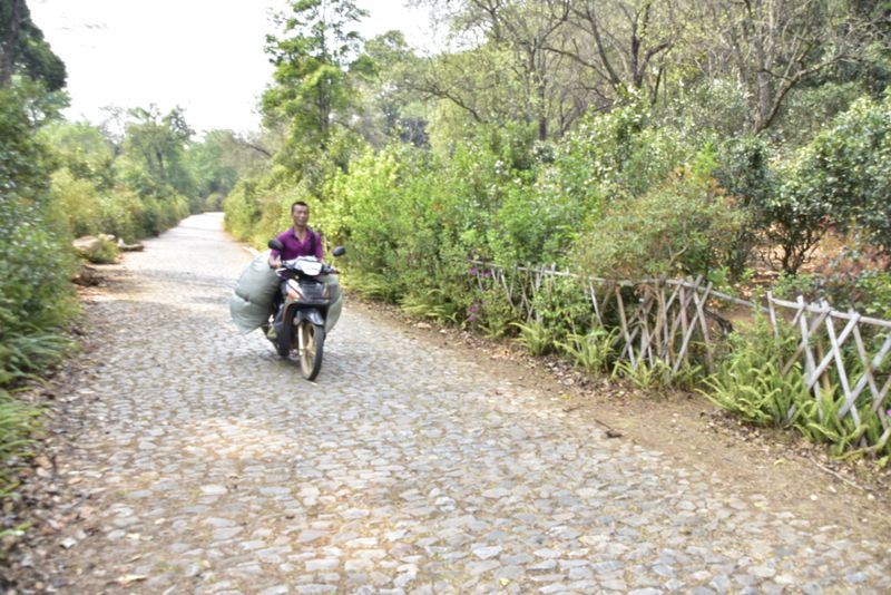 关于普洱市产区春茶价格查询2023的消息(3)