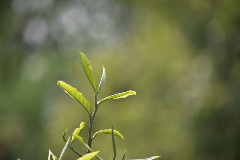 关于普洱市产区春茶价格查询2023的消息