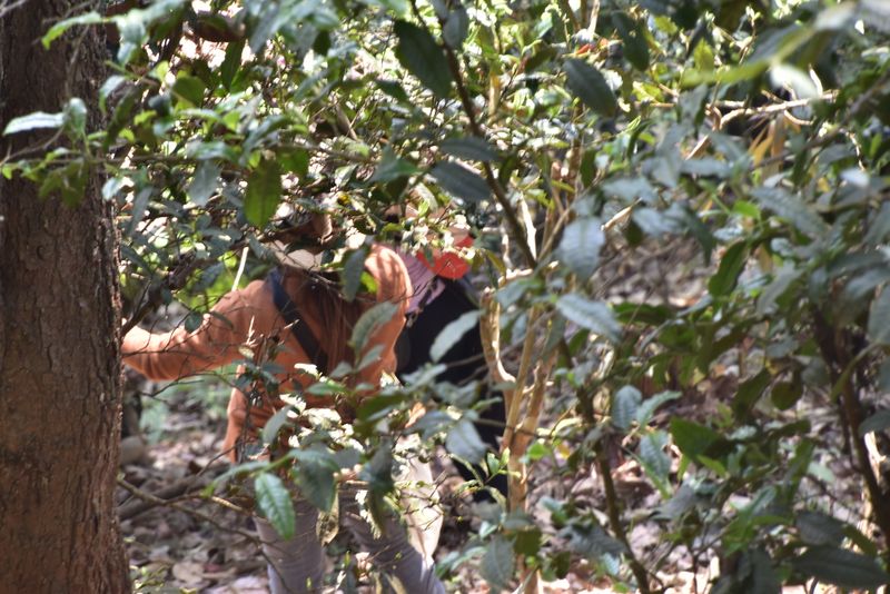 关于普洱市产区春茶价格查询2023的消息(2)