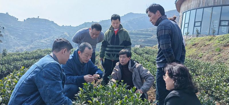 有关于茶叶专班组织专家赴普安县开展早春茶园管护及茶叶加工技术指导工作的消息(1)