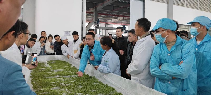 有关于茶叶专班组织专家赴普安县开展早春茶园管护及茶叶加工技术指导工作的消息(2)