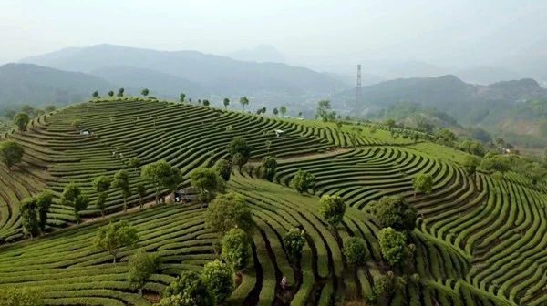 关于云南宁洱第一波春茶抢“鲜”开采的资讯