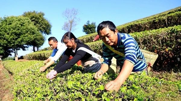 关于云南宁洱第一波春茶抢“鲜”开采的资讯(1)