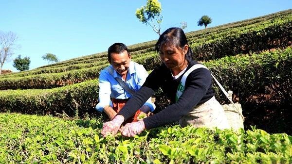 关于云南宁洱第一波春茶抢“鲜”开采的资讯(3)