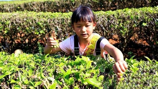 关于云南宁洱第一波春茶抢“鲜”开采的资讯(2)