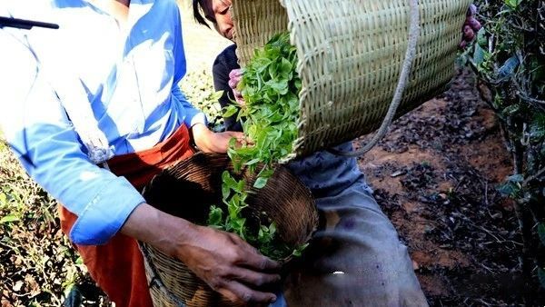 关于云南宁洱第一波春茶抢“鲜”开采的资讯(4)