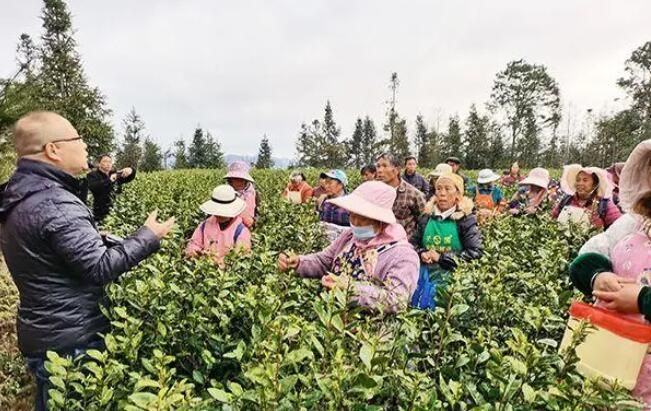 有关于兴义市农业农村局：茶叶实用技术进茶园 助力春茶采摘提质增效的相关信息