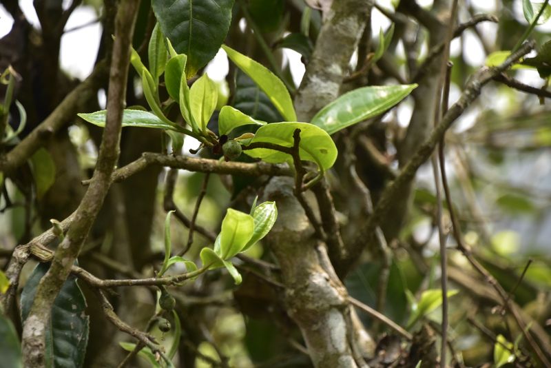 关于2023年蛮砖瓦竜古树春茶价格的信息(1)