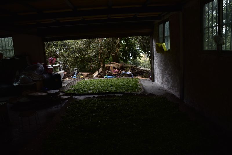 关于2023年蛮砖瓦竜古树春茶价格的信息(2)