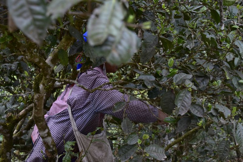 关于2023年蛮砖瓦竜古树春茶价格的信息