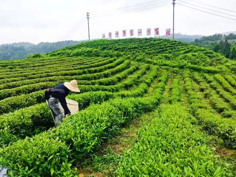 有关于木孔镇多措并举助推茶产业高质量发展的消息(1)