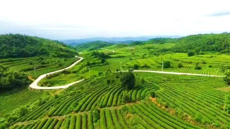 有关于木孔镇多措并举助推茶产业高质量发展的消息