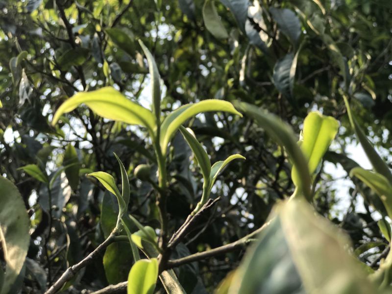 关于曼松王子山古树春茶2023年多少钱的资讯(2)