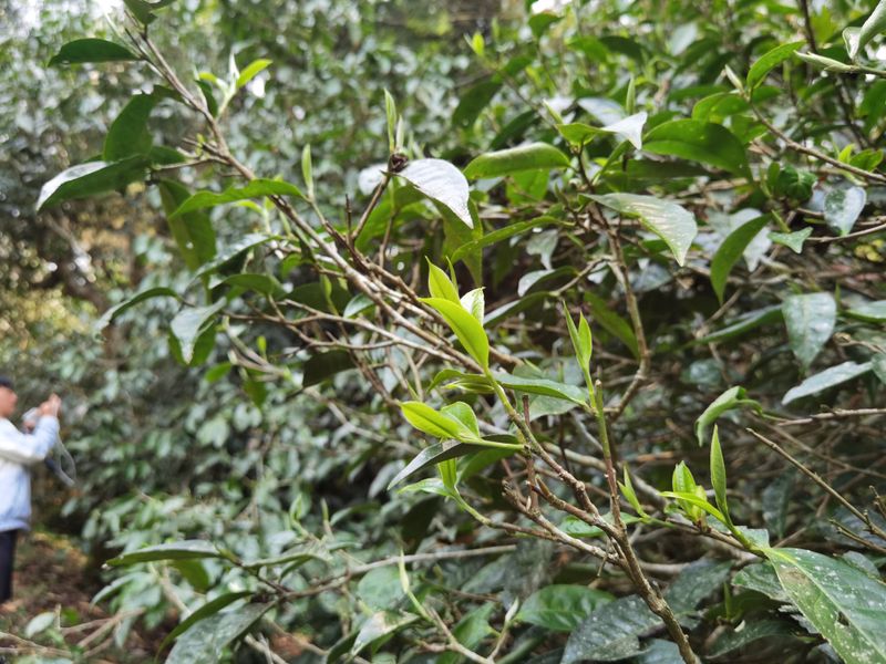 关于曼松王子山古树春茶2023年多少钱的资讯