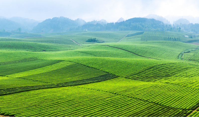 有关于锁定2000亿元产值再出发“天府龙芽”引领川茶开启新征程的内容(4)
