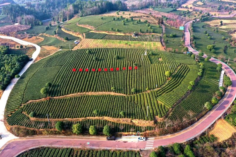 有关于湄潭：机械化赋能茶园管理，促进茶产业高质量发展的最新消息