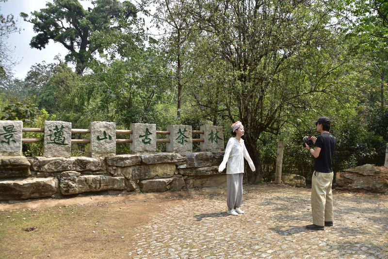 有关于2023年景迈大平掌古树春茶价格的信息(1)