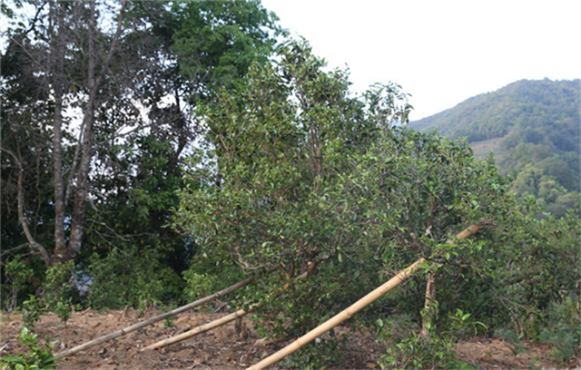 有关于昔归春茶口感，昔归2023年古树春茶价格的信息