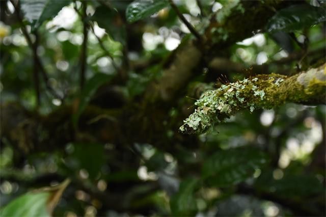 有关于梅子箐2023年的春茶价格的内容(1)