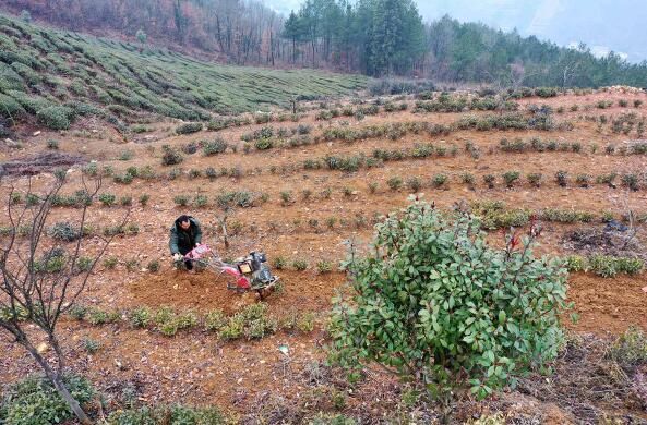 关于湖北保康九皇山村茶农管护忙的消息(1)