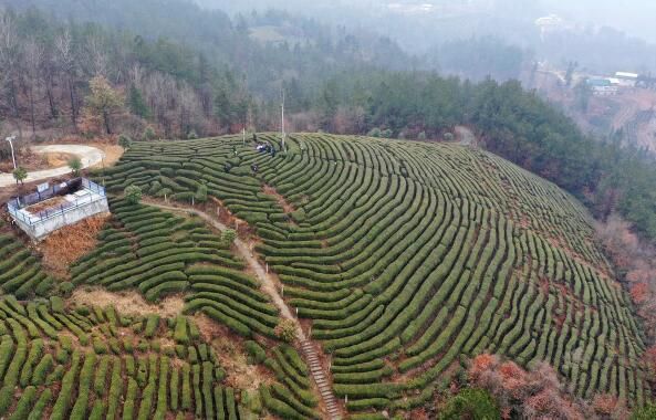 关于湖北保康九皇山村茶农管护忙的消息
