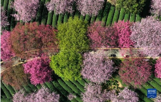 有关于福建漳平：万亩茶园樱花开的资讯(5)