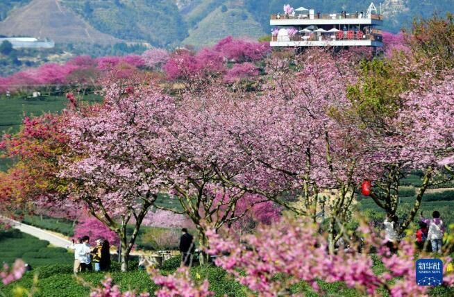 有关于福建漳平：万亩茶园樱花开的资讯(7)