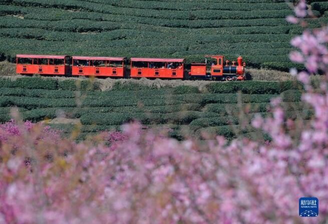 有关于福建漳平：万亩茶园樱花开的资讯(1)