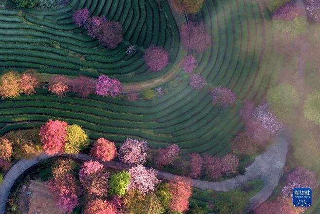 有关于福建漳平：万亩茶园樱花开的资讯(10)
