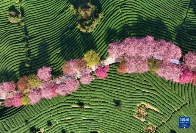 有关于福建漳平：万亩茶园樱花开的资讯(8)