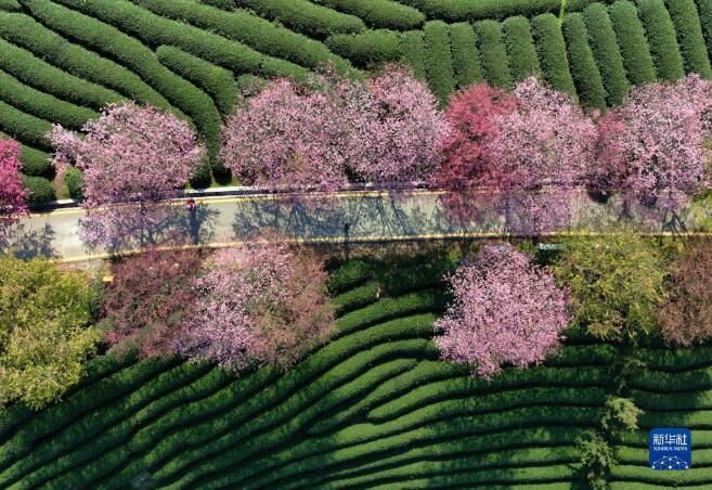 有关于福建漳平：万亩茶园樱花开的资讯(3)