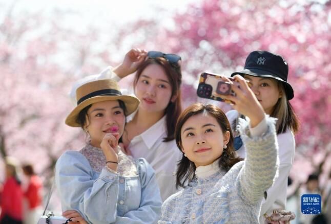 有关于福建漳平：万亩茶园樱花开的资讯(2)