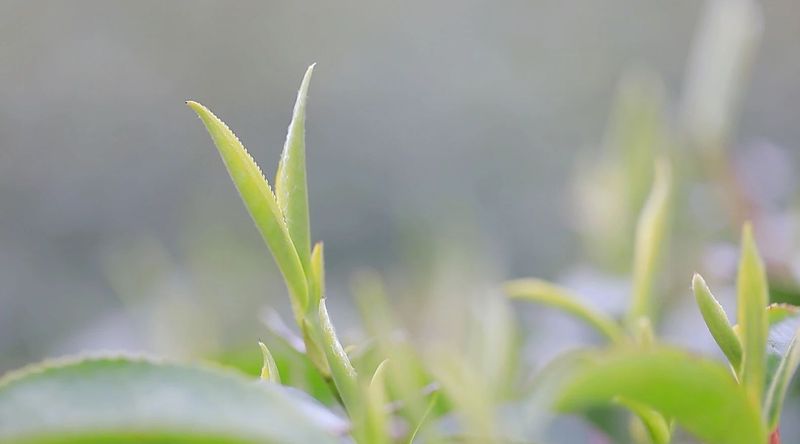 关于今年春茶价格是涨是跌？的新闻(1)